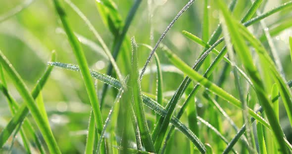 Green leek leaves in growth at vegetable garden