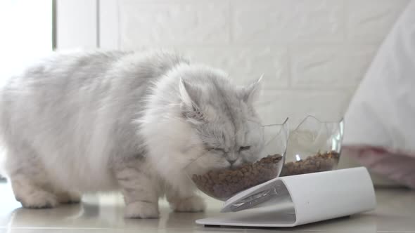 Cute Persian Cat Eating Food From Bowl On Floor