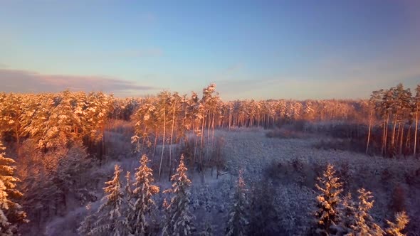 Forest Covered in Snow