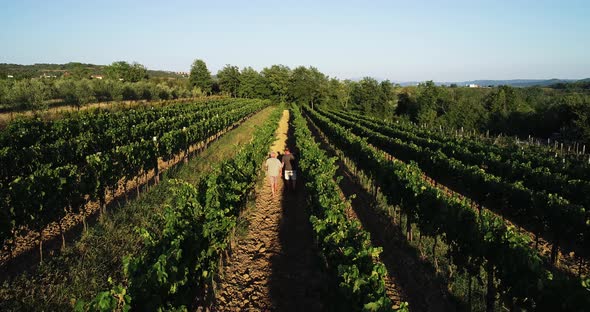 Aerial view of a few people walking in a vineyard in Croatia.