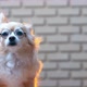 chihuahua old senior dog wearing glasses sit relax face with blur brick wall texture background - VideoHive Item for Sale
