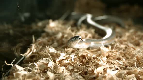 Snake in ultra slow motion 1500fps - SNAKES PHANTOM 005