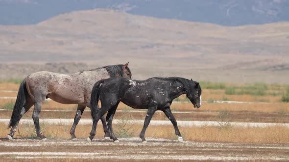 Wild horse covered in scars walking in the Utah West desert