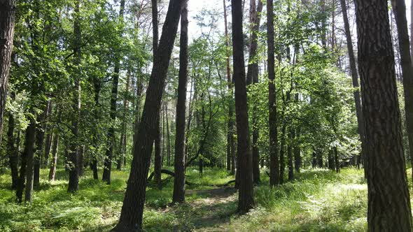 Beautiful Green Forest on a Summer Day Slow Motion