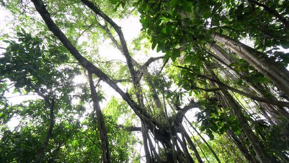 Look up the banyan tree in rainforest.