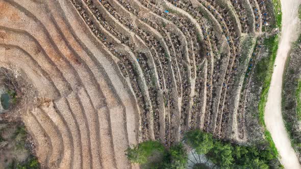 Dry Banana Plantations