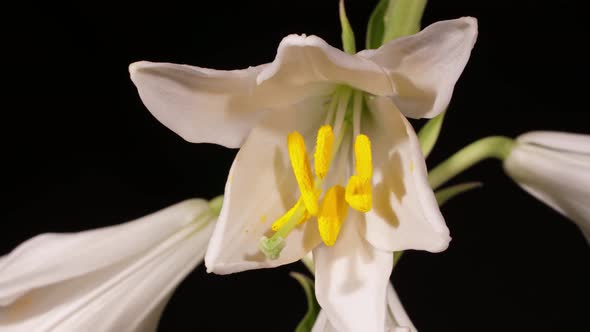 White Lily Blossom on Black Background