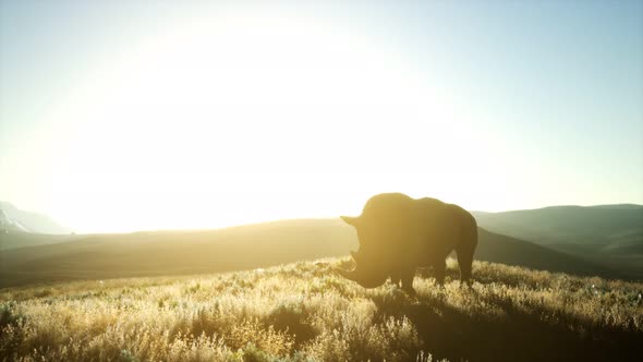 Rhino Standing in Open Area During Sunset