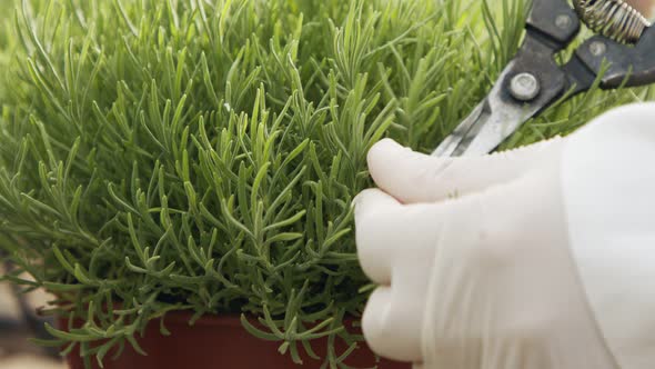 Close up of workers hands trimming leaves of plants in a greenhouse