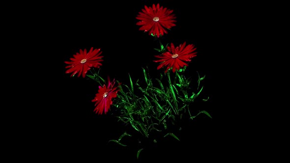 Aster Botanical Flowers 3D Rendering