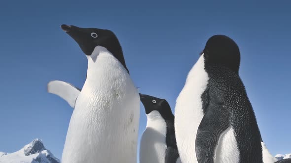 Close-up Playing Penguins. Antarctica Landscape.