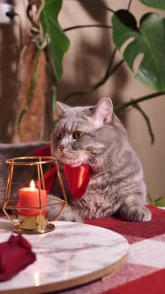 Cat celebrates Valentine's Day in bed