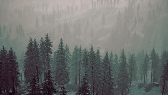 Morning Winter Forest in Carpathian Mountains alt