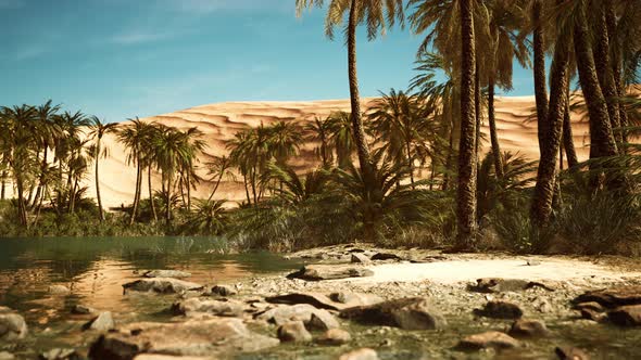 Green Oasis with Pond in Sahara Desert