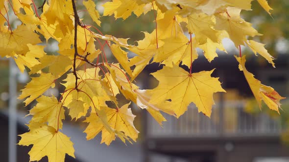 Closeup of Wind Plays with a Yellow Maple Leaves