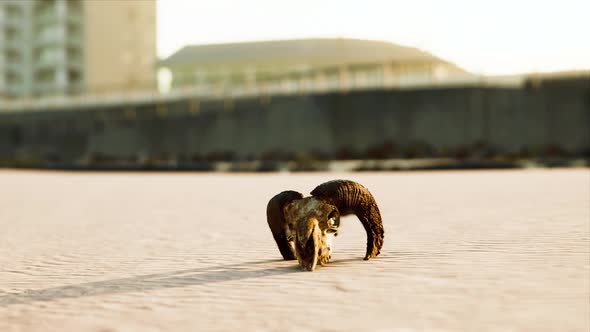 Closeup of a Skull Laying on the Wet Sand