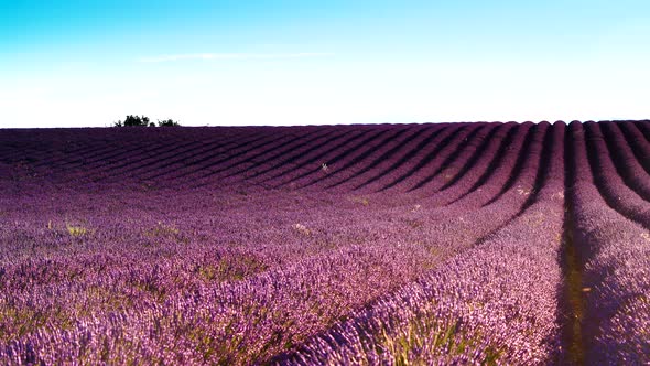 Lavender Field In Morning Light. France