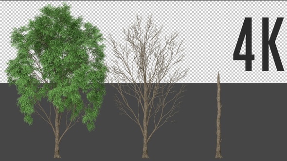 Prosopis Tree Growing