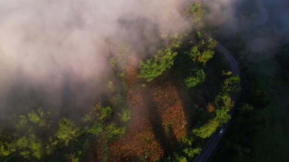 4K Aerial view of the misty sunrise in the forest. Tropical Rainforest in Thailand