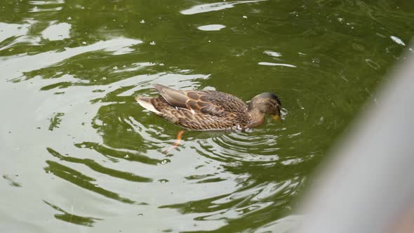 Brown female mallard duck swimming and diving in pond water to find food