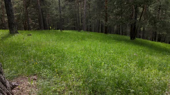 Yellow Pine Forests