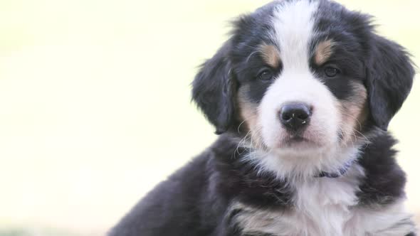 UHD Close up of a Burnese Mountain Dog puppy who looks at the camera and then walks off camera