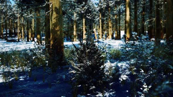 Snow Covered Conifer Forest at Sunny Day