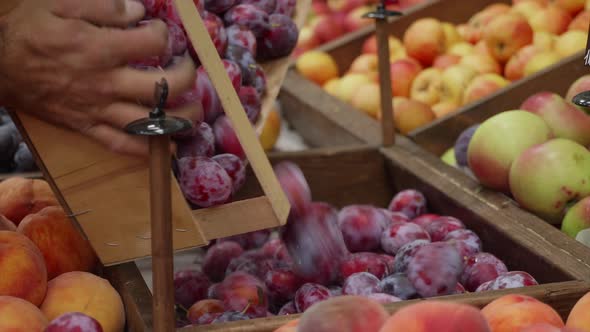 Close-up of Grocery Worker Is Pours Plums From Wooden Box on Store Shelves.