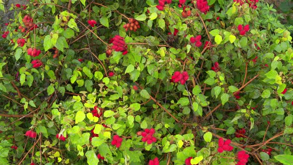 Top view of the red annato fruits growing on an achiote tree, Bixa orellana