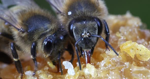 European Honey Bee, apis mellifera, Bee licking Honey, Normandy, Real Time 4K