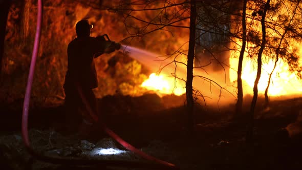 Forest Fire at Night