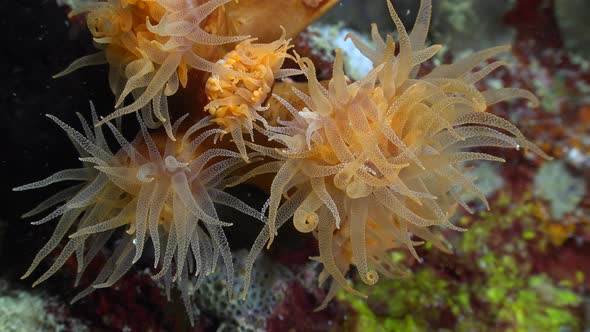 Close up of arange sea anemones filmed during a night dive on a colorful coral reef.