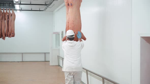 Meat Production and Food Industry Worker Moves a Suspended Pig Carcass Meat Processing Plant Back