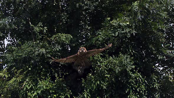 700056 Little Owl, athene noctua, Adult in Flight, Taking off from Tree, Slow Motion