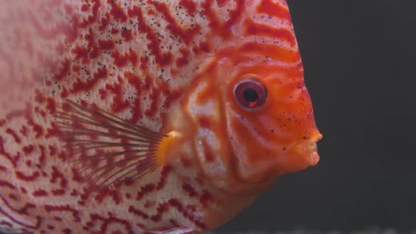 Symphysodon Discus Fish Swiming in Aquarium