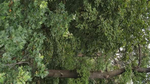 Aerial View of Green Forest in Summer