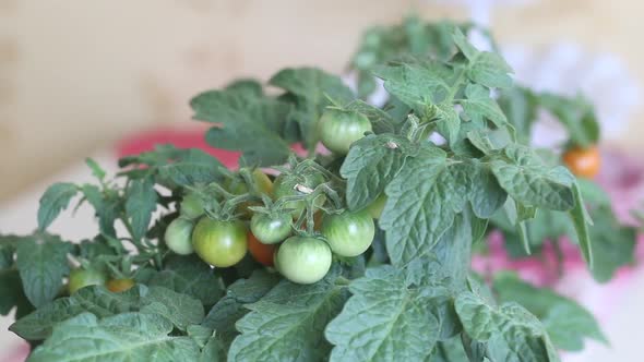 Bush Of Tomatoes In A Pot. Clusters Of Tomatoes Are Visible. Some Are Ripe, Some Are Still Green.