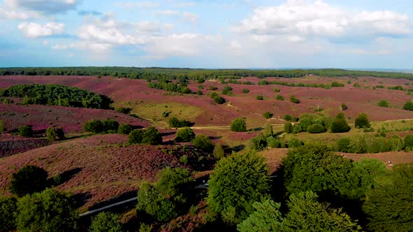 Posbank National Park Veluwezoom Blooming Heather Fields During Sunrise at the Veluwe in the