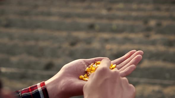 Corn Seeds On Woman's Palm. Farmer  Holding Corn In Palm Of Hand. Handful Of Corn Kernels In Hands