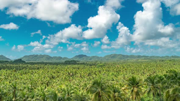 Palm Trees Forrest in Siargao, Philippines. Beautiful Nature Palm Jungle at the Summer Day