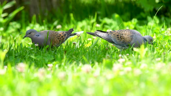 Eurasian Collared Dove