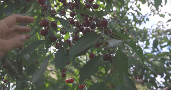 Branch of Ripe and Juicy Cherries Swaying in the Sun