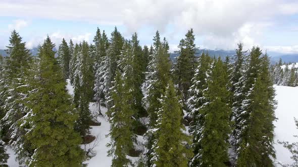 Half Snowy Trees