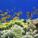 Tropical Fish on Vibrant Coral Reef - VideoHive Item for Sale