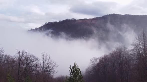 Fog In Forest V2