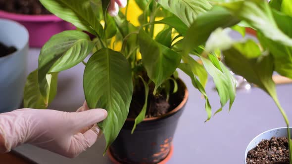 Examining spathiphyllum houseplant