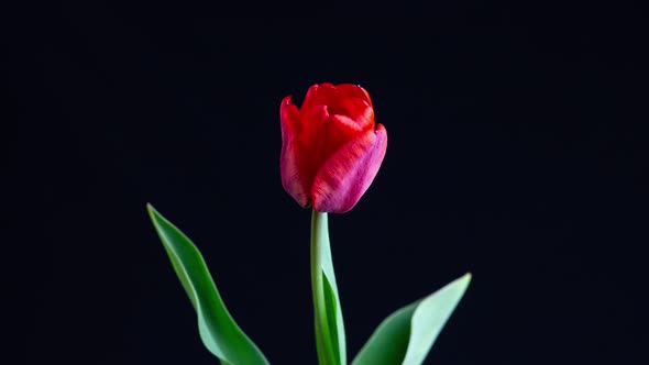 Tulip Blooms on a Black Background, Close-up. 