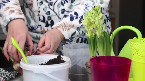 The Woman Transplants The Primroses Into A New Pot. Bulbs Of Hyacinths And Daffodils With Buds