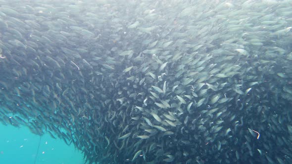 Shoal of Sardines in the Sea. Bohol, Philippines.