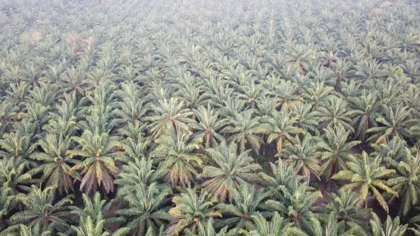 Aerial look down oil palm estate 